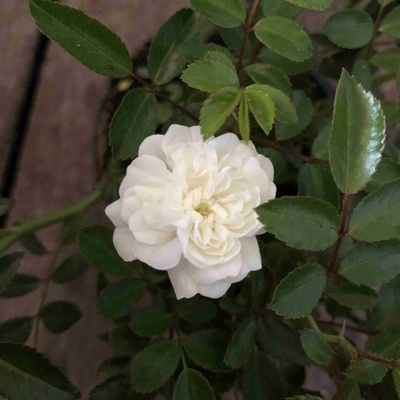Rosa 'White Fairy' Prodejní velikost: 015/030, Velikost hrnku: 1 l