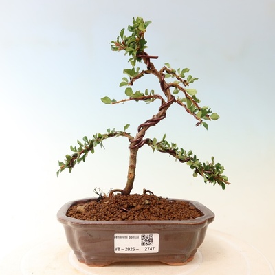 e-bonsai Venkovní bonsai - Cotoneaster horizontalis - Skalník