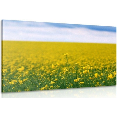Obraz žluté pole - 150x100