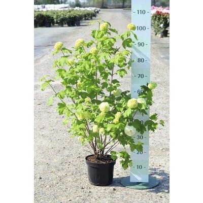 Kalina obyčajná FloraSelf Viburnum opulus 'Roseum' 40-60 cm kvetináč 4 l