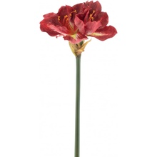 Hvězdník - Amaryllis / Hippeastrum 'Geta' červený (burgundy) V82 cm