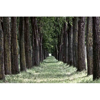 DIMEX ART s. r. o Флизелинов фототапет тревна гора 375 x 250 см