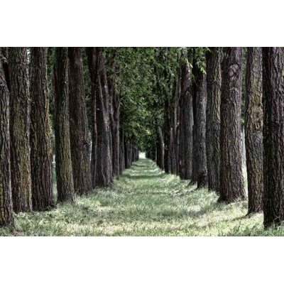 DIMEX ART Флизелинов фототапет тревна гора 375 x 250 см