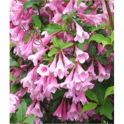 Weigela 'Bouquet Rose' 20-30 VKR2L