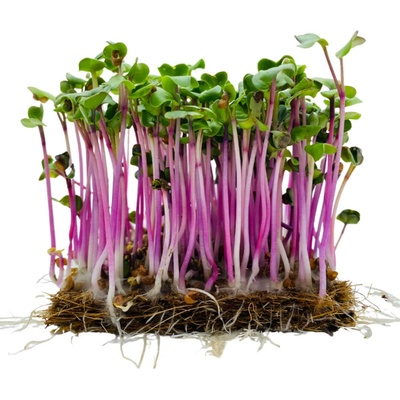 Microgreens Ředkev China Rose na microgreens 100 g