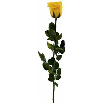 Dárková stabilizovaná růže - žlutá (Růže Smeraldino v dárkové krabičce, Safron yellow)