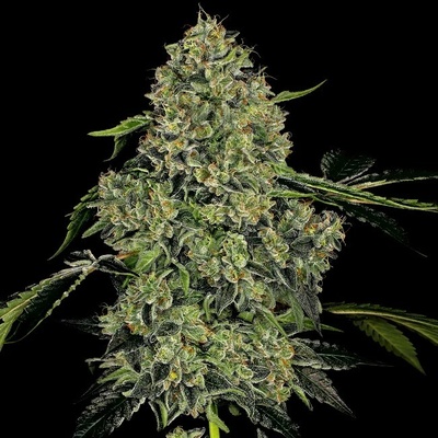 White Label OG Kush Automatic semienka neobsahujú THC 10 ks
