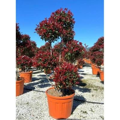 Červienka Fraserova (Photinia fraseri) ´RED ROBIN´ - výška 160-180 cm, kont. C90L PON PON EXEMPLÁR