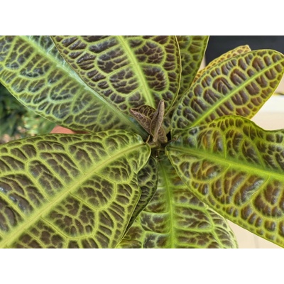 PlantBros flower Labisia obtusifolia 'Kura Kura'