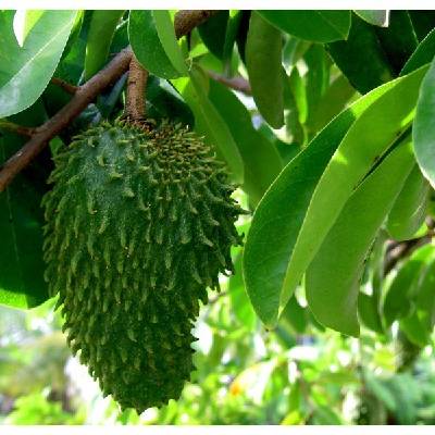kup si čaj ANONA OSTNITÁ - GRAVIOLA (ANNONA MURICATA) SEMENA GRAVIOLY - 5 KS