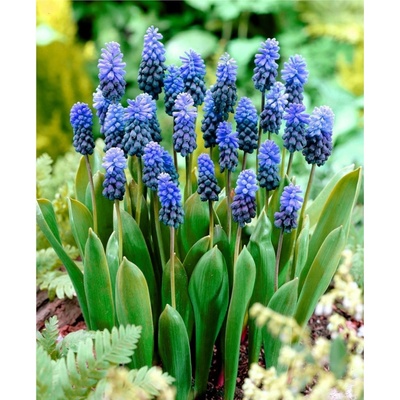 MUSCARI LATIFOLIUM 10ks