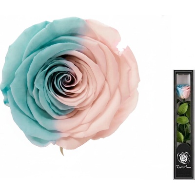 Four Seasons Quality B.V Darčeková stabilizovaná ruža MINI - modro-ružová