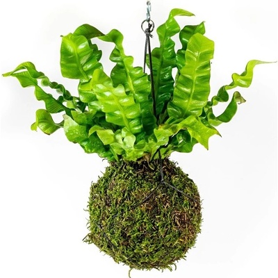 Gardners Kokedama Asplenium Crispy Wave (L) Sleziník 1 ks