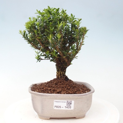 e-bonsai Pokojová bonsai - Buxus harlandii -korkový buxus