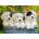 Ravensburger - Puzzle Cuddly Puppies 200 XXL - 200 piese