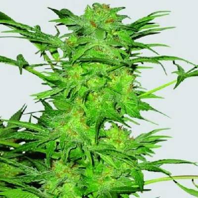 Nirvana Ak-48 regular semena neobsahují THC 10 ks