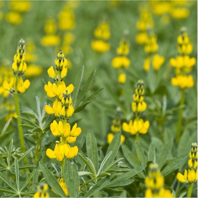 Lupina žltá - Lupinus luteus - semená - 13 ks