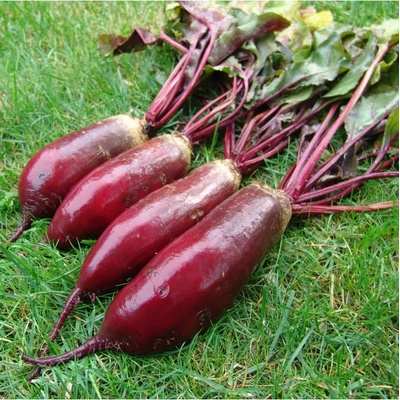 Cvikla šalátová Renova - červená repa - Beta vulgaris L. var. conditiva - semená - 70 ks