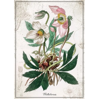 Interdruk - Puzzle Botanic Helleborus - 1 000 piese