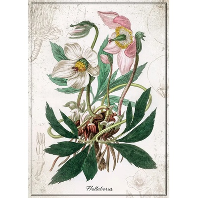 Interdruk - Puzzle Botanic Helleborus - 1 000 piese