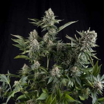 Pyramid Seeds White Widow semienka neobsahujú THC 50 ks