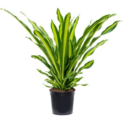 Dracaena fragrans burley 3pp 27x110 cm