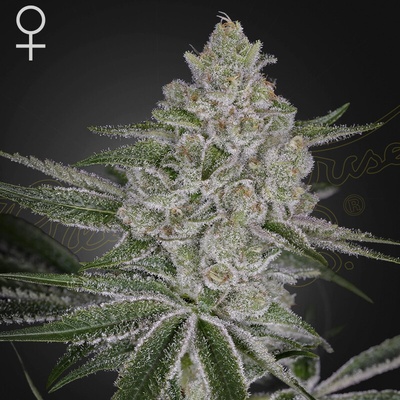 Green House Seed Shishka Lemonade semienka neobsahujú THC 10 ks