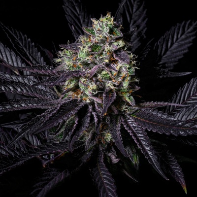 Pure Instinto Diamond Dust semena neobsahjí THC 3 ks