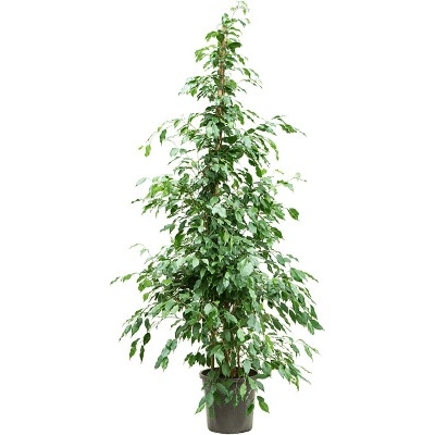 Ficus benjamina 'Exotica' 30x210 cm