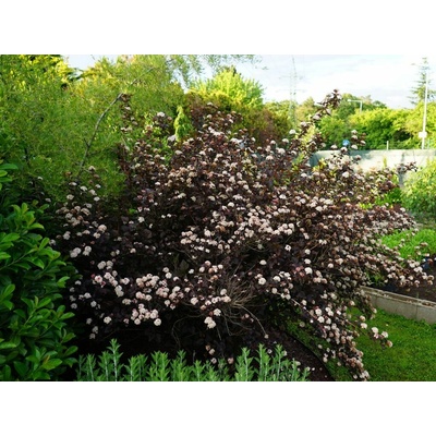 Tavoľa kalinolistá Andre, výška 30-40 cm, kvetináč 2 l