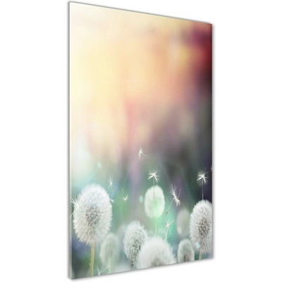 Vertikálny foto obraz fotografie na skle Púpavy 50x100 cm