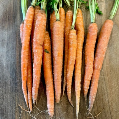 Mrkev Babetka F1 - Daucus carota - semena mrkve - 300 ks