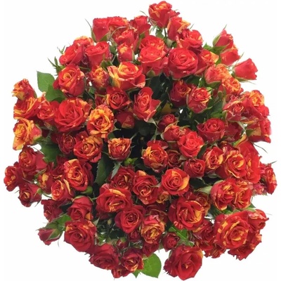 Kytice 100+ květů růží FIRE FLASH 50cm
