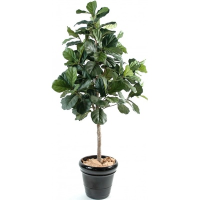 Luxusní umělý strom FICUS LYRATA, 210cm
