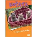 Koťata DVD