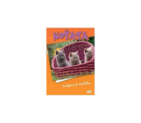 Koťata DVD