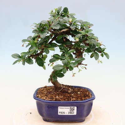 e-bonsai Pokojová bonsai - Carmona macrophylla - Čaj fuki