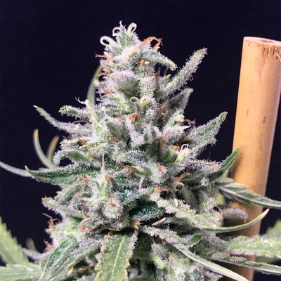 R-Kiem Seeds Thunderstorm Auto semienka neobsahujú THC 1 ks