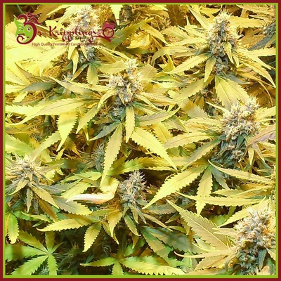 Dr. Krippling Seeds Gelato Cookies D'oh-Ope AUTO semena neobsahují THC 10 ks