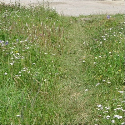 Zelený chodníček semena Planta Naturalis směs 40 g