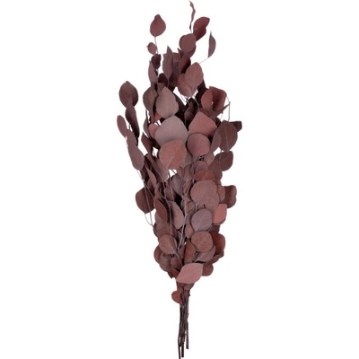 Populus Red - červená