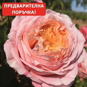 Delbard® Роза Domaine de Chantilly®