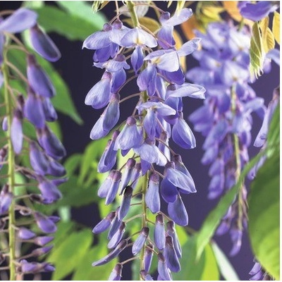 Vistéria FloraSelf Wisteria sinensis 50-70 cm kvetináč 2,3 l