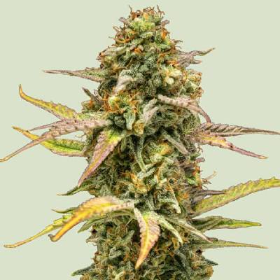 Royal Queen Seeds Hyperion F1 AUTO semena neobsahují THC 3 ks