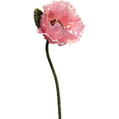 Mák - Papaver 'Nudicaule' růžový, otevřený květ 70 cm