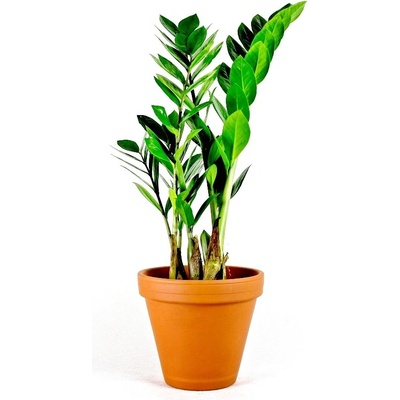 Gardners Zamioculcas zamiifolia, průměr 17 cm Kulkas, zamiokulkáda