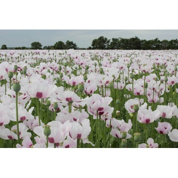 DIMEX ART Флизелинов фототапет мак 375 x 250 см