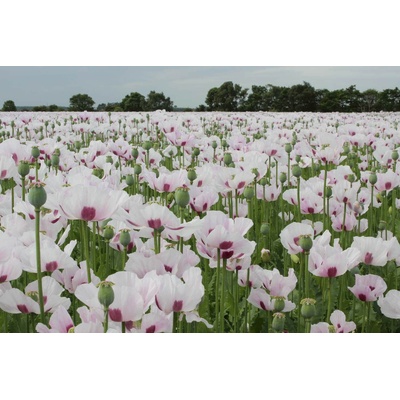 DIMEX ART Флизелинов фототапет мак 375 x 250 см