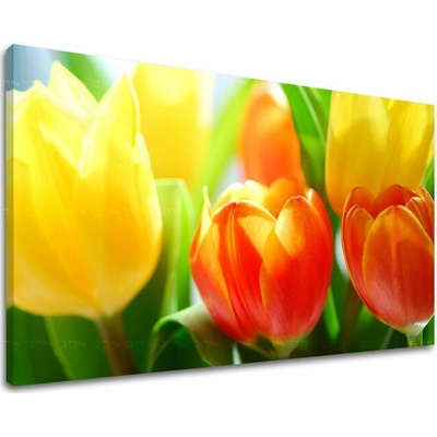 Obraz na stěnu KVĚTINY TULIPÁNY - 100x150 cm