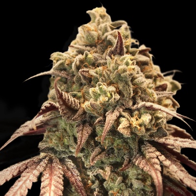 Advanced Seeds Auto Zerealz Milk semienka neobsahujú THC 1 ks